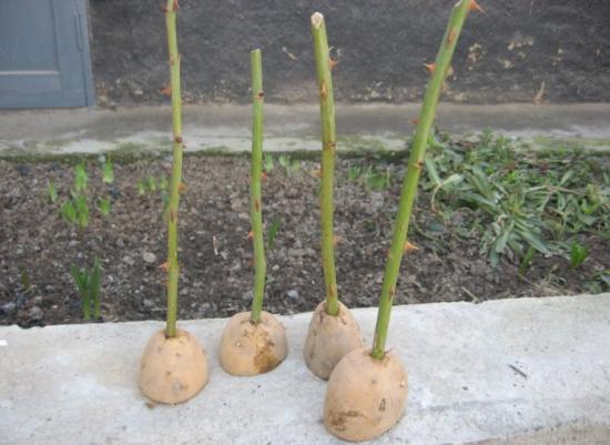 mudas de rosa em batatas