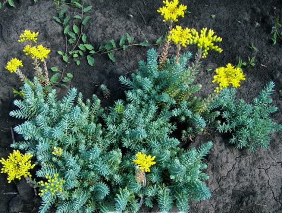 sedum reflexo