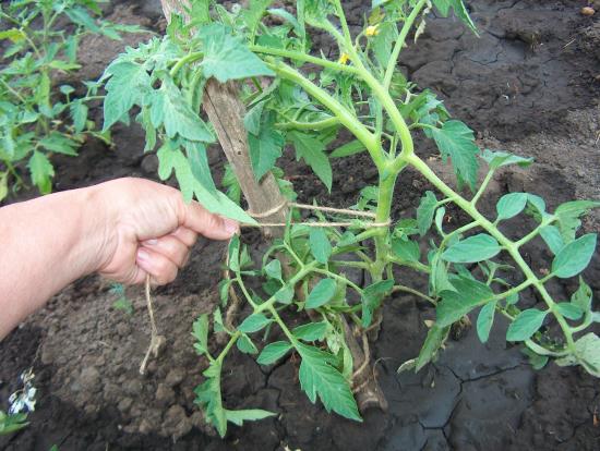 liga de tomates como arbustos