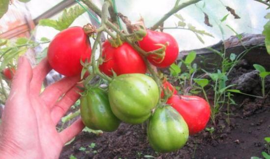 tomate trufa japonês vermelho ou tomate lâmpada