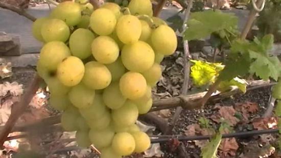 cachos de uvas