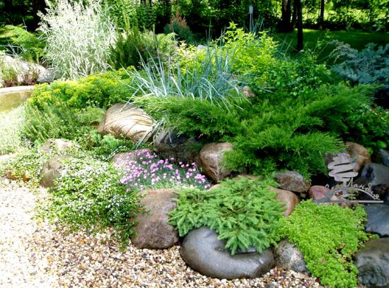 plantas coníferas em um jardim paisagístico