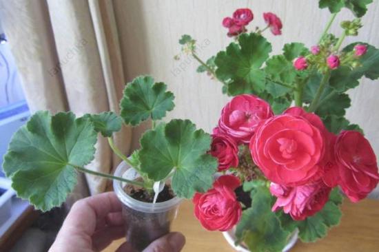 Pelargonium Pak Viva Rosita