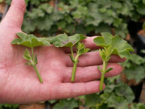 Recursos de cuidado do Pelargonium