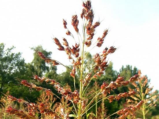 sorgo cultivado