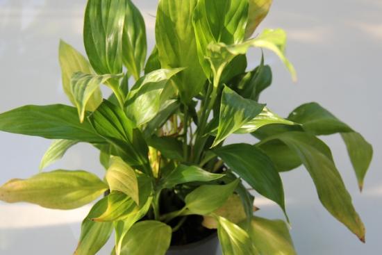 folhas de spathiphyllum ficam amarelas