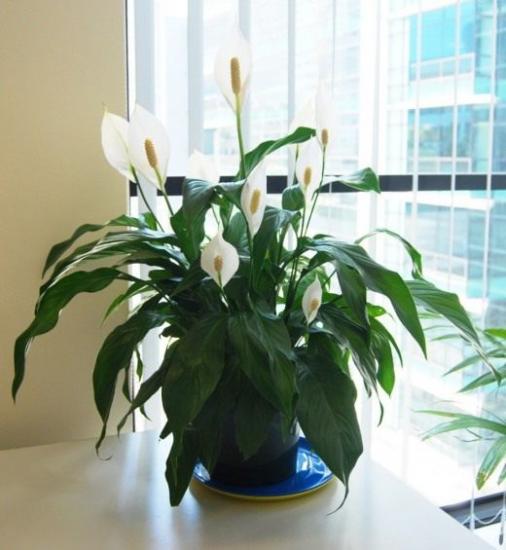 Spathiphyllum Wallis