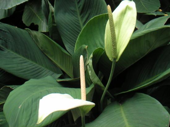 spathiphyllum cannofolia