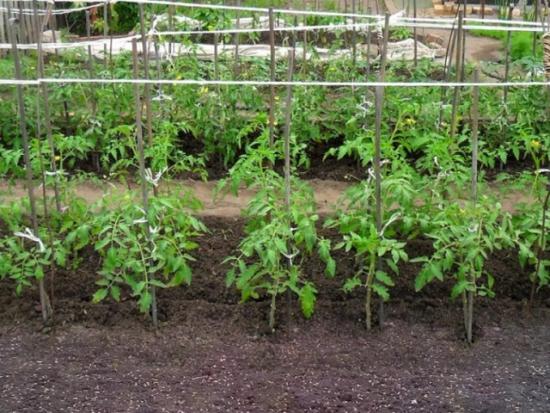 plantando jardins de tomate