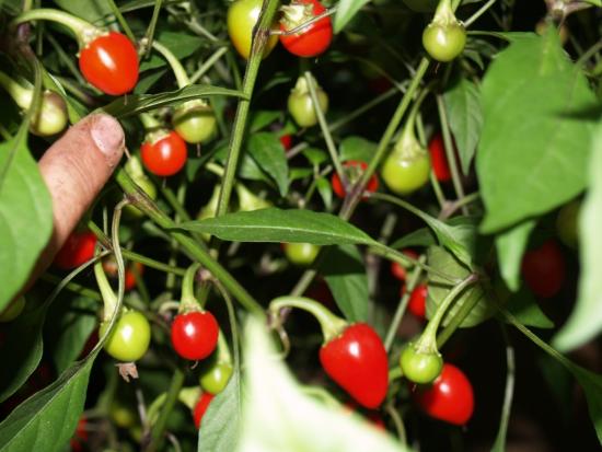 Como cultivar pimenta light a partir de sementes no parapeito de uma janela de um apartamento