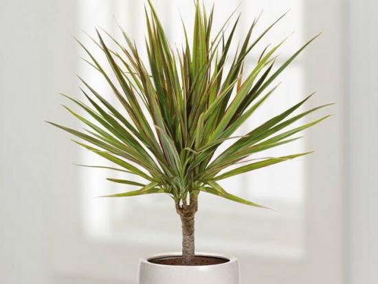 dracaena