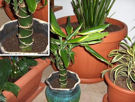 rejuvenescimento dracaena