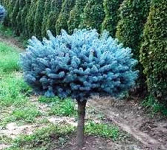 Abeto azul glauka globosa