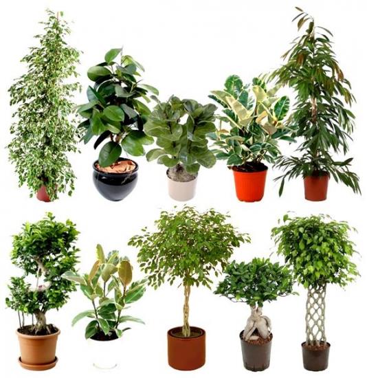 tipos de ficus