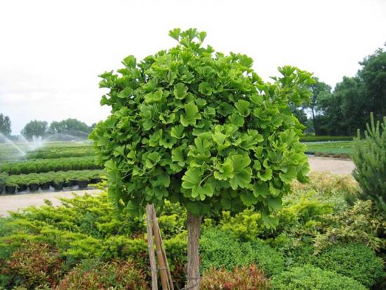 ginkgo biloba