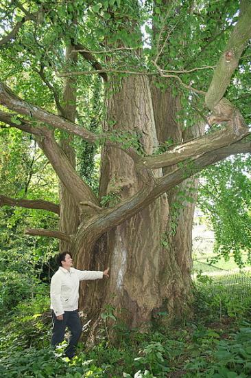 ginkgo biloba