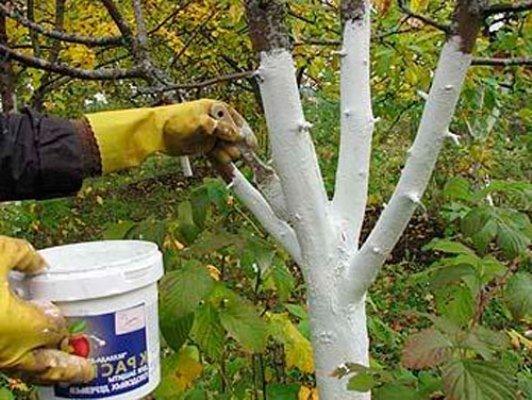 quando as árvores frutíferas são branqueadas