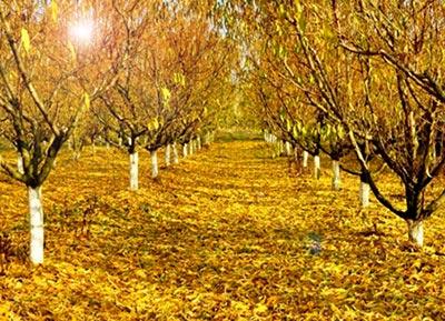 quando as árvores frutíferas são branqueadas