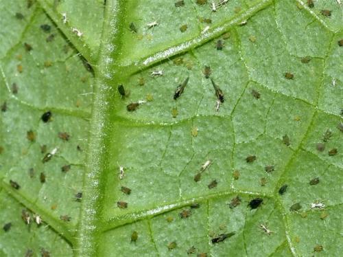 tripes em plantas de casa