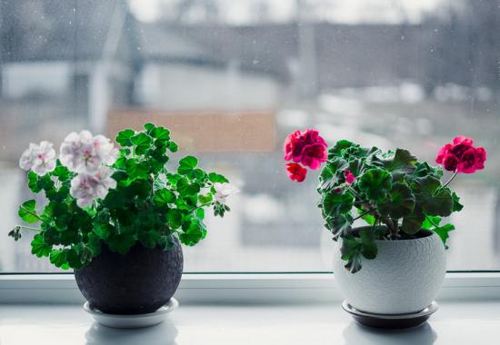 cuidados com plantas de interior