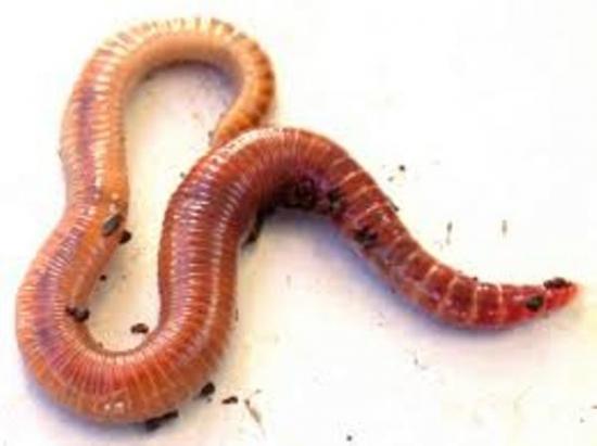 minhocas, vermicomposto