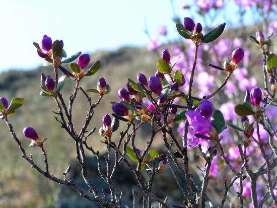 Rododendro Ledeboura