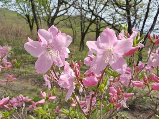 Rododendro Schlippenbach