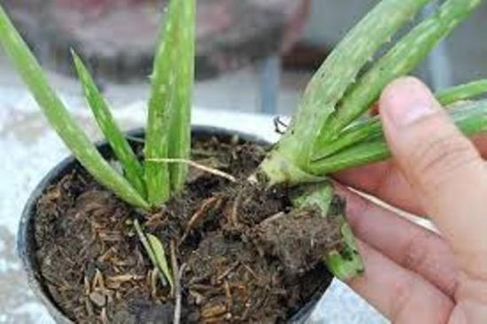 transplante de aloe vera