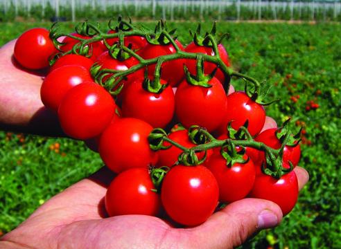 sementes de tomate