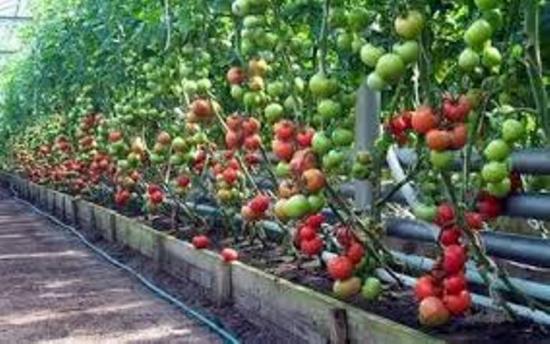 tomates, sementes de vegetais