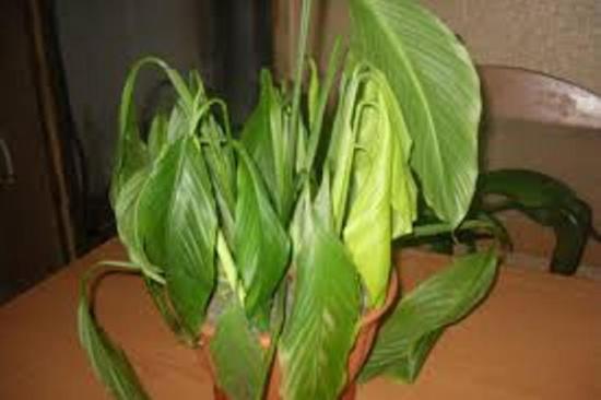 folhas em spathiphyllum ficam amarelas