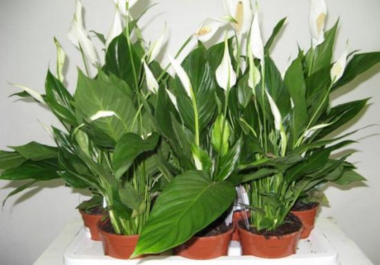 floração de spathiphyllum