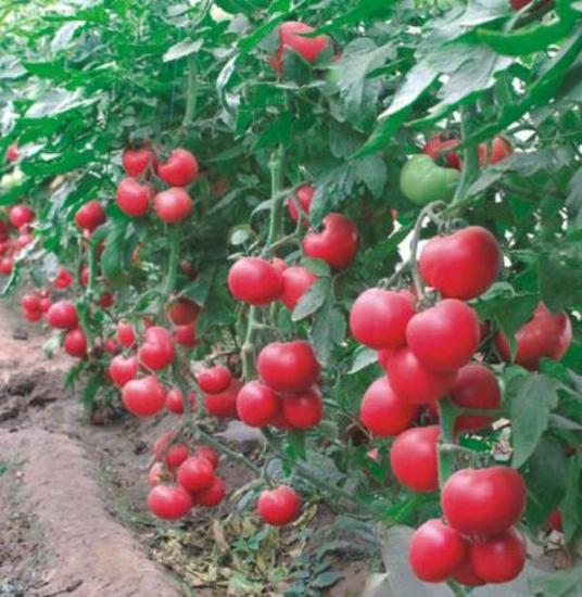 tomates framboesa tocando f1, comentários