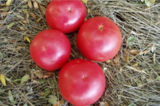 Toque de tomate e framboesa, comentários de residentes de verão