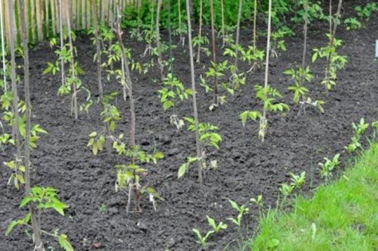 plantando mudas de tomate