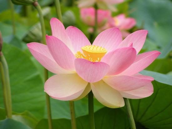 Flor de Lotus