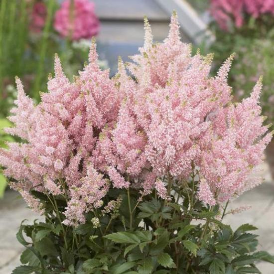 astilbe glitter glamour