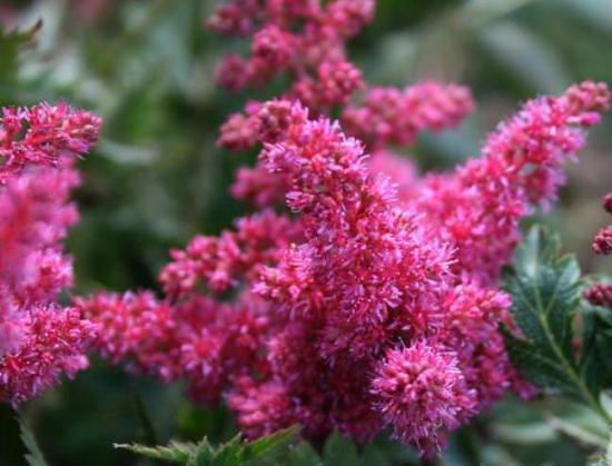 astilbe japonesa