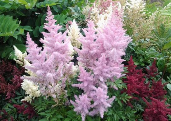 variedades de astilbe superba