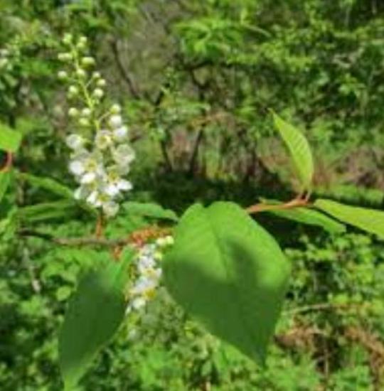 flor de cerejeira de pássaro