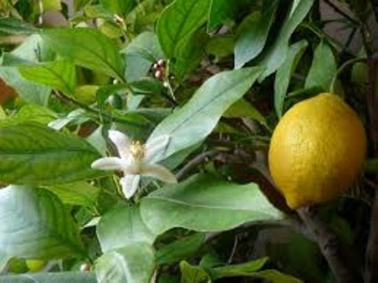 regar limão durante a floração