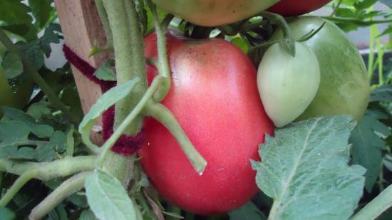 jardineiro de salsa de tomate