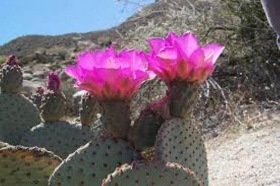 flores de cacto