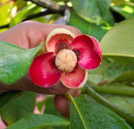 como o mangostão floresce