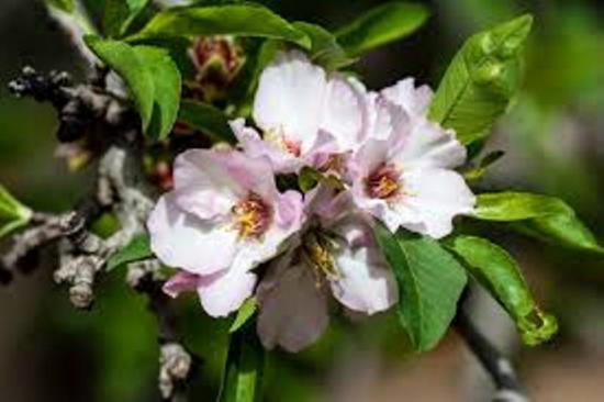 flor de amêndoa