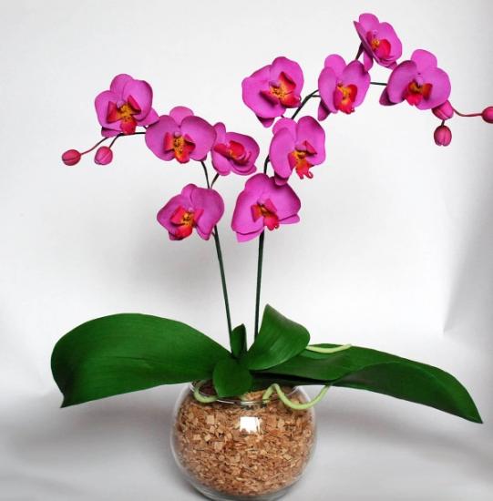 orquídea phalaenopsis florescer