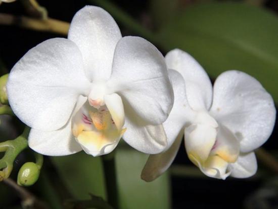 flor de phalaenopsis