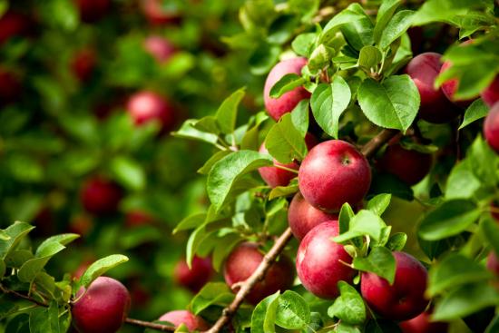 melhoria na qualidade dos frutos como resultado do uso de fertilizantes