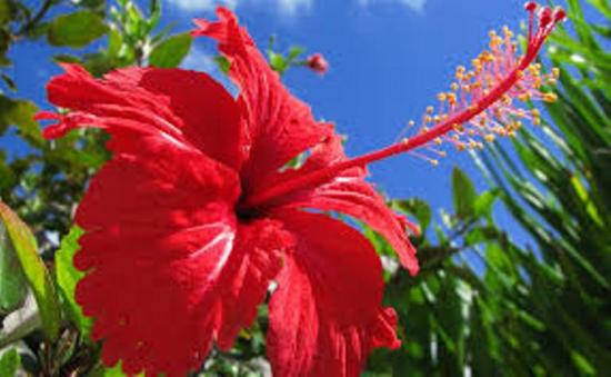 hibisco almíscar vermelho hibisco