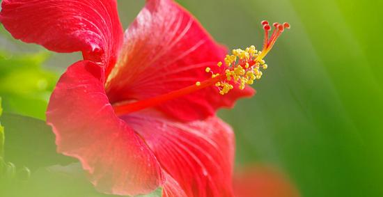 Você deveria acreditar em presságios associados ao hibisco?